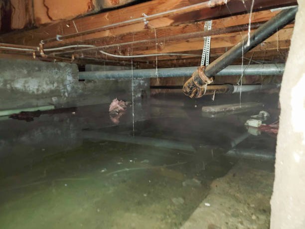 Best Water damage cleanup near me  in Ham Lake, MN