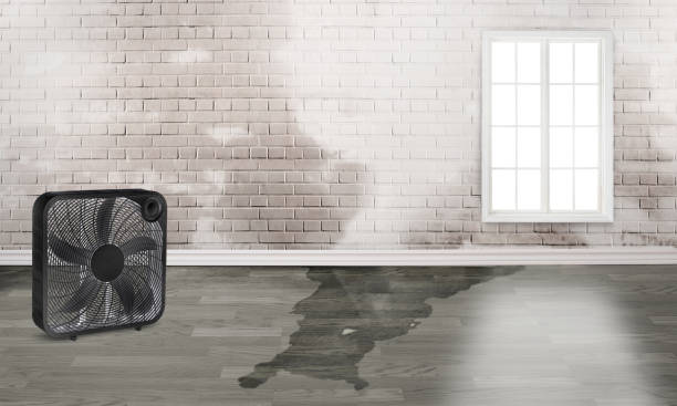 Best Water damage repair service  in Ham Lake, MN